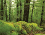 timber